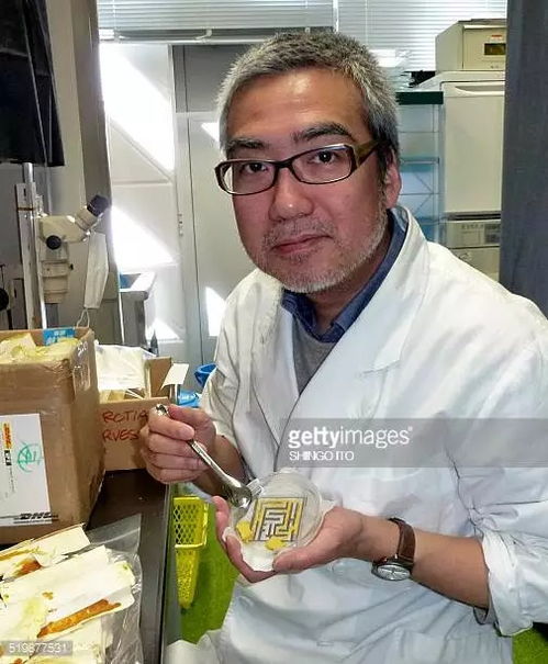 無腦亦有智慧 單細胞史萊姆走迷宮、規劃交通的真實奇跡